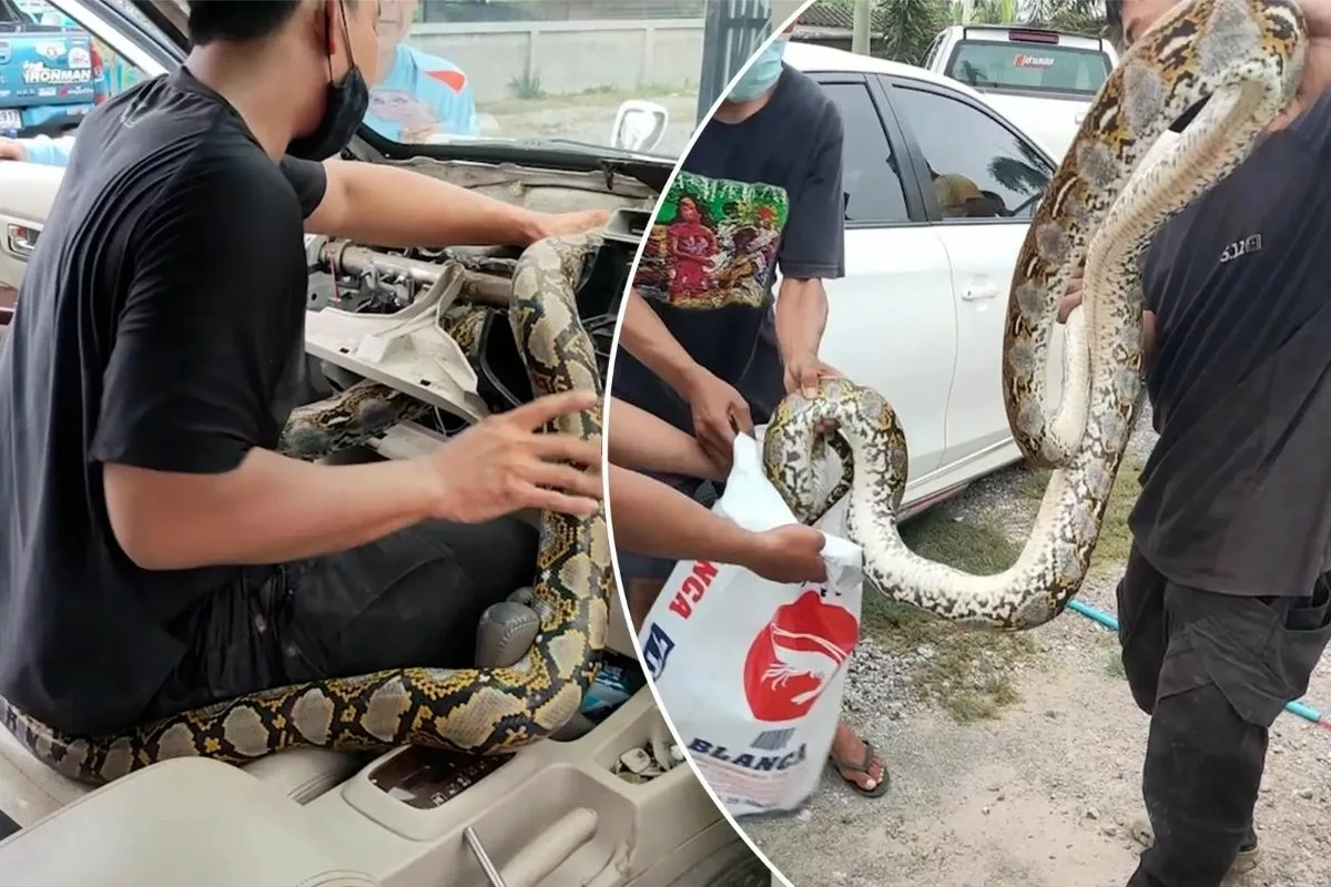 Giant snake found in a car