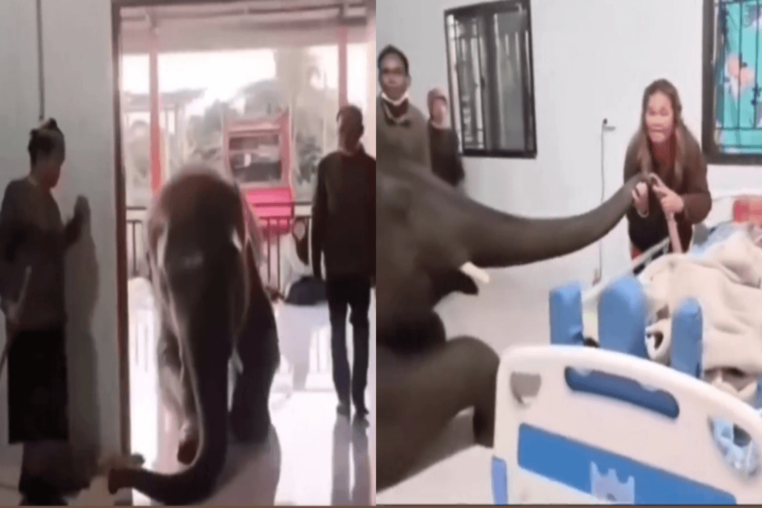 Elephant and man Viral Video