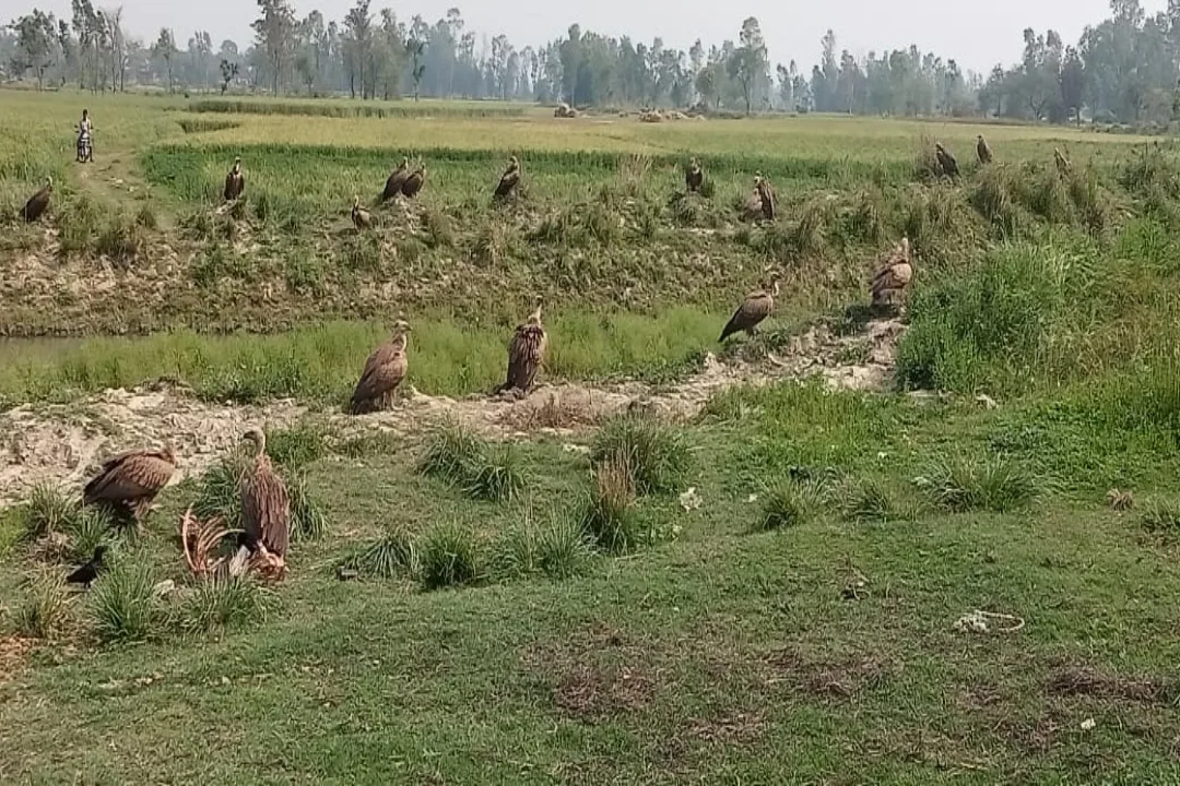 flock of vultures