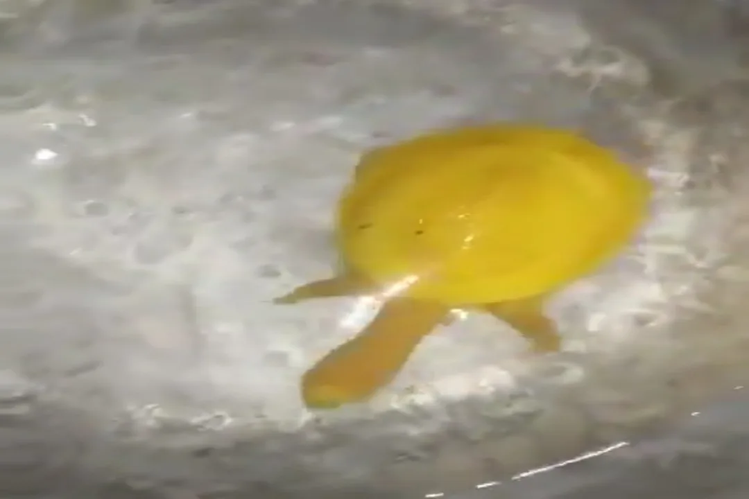 Yellow turtle