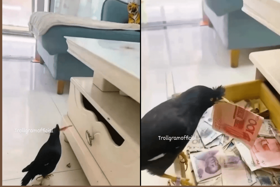 money bird