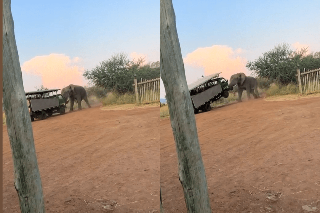 Elephant attack tourist van