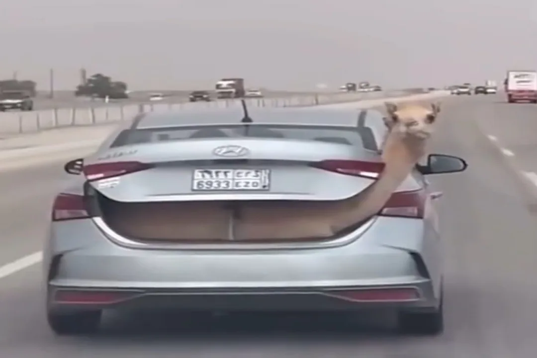 camel rides car
